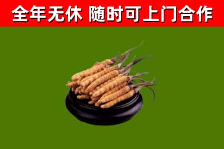 尖扎县回收散虫草