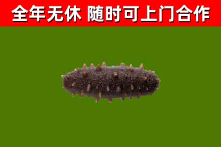 尖扎县回收海参干